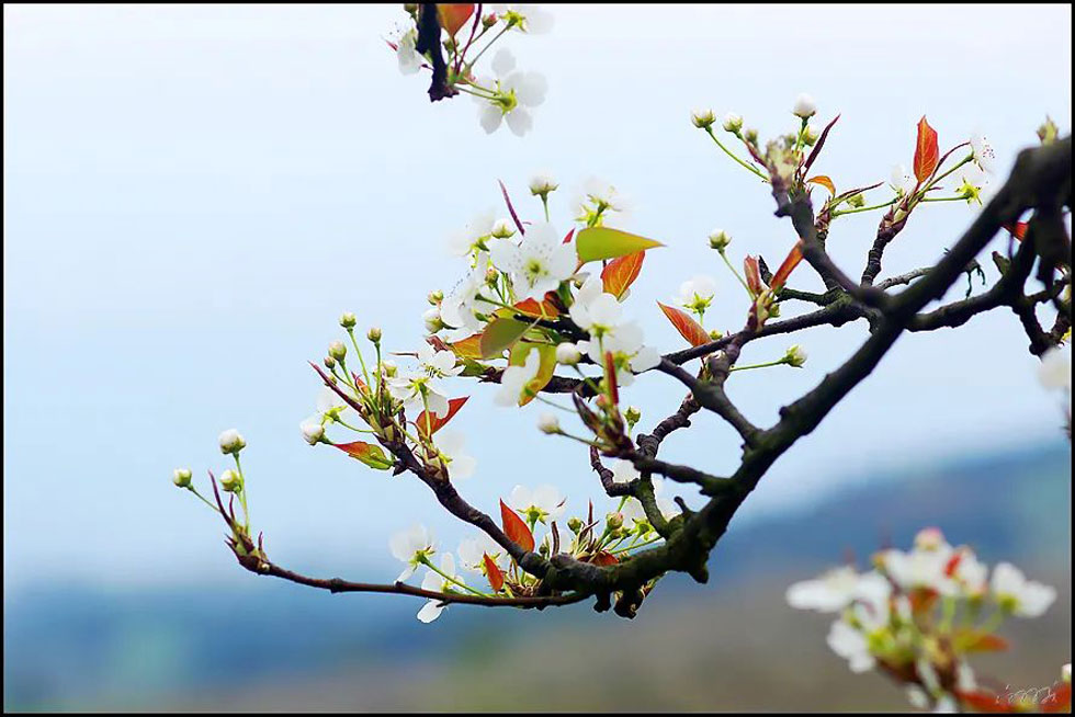 【春天,广西桂林灌阳县向您发出邀请!】我们在灌阳看梨花 - 游山玩水 - 莱芜生活社区 - 莱芜28生活网 lw.28life.com