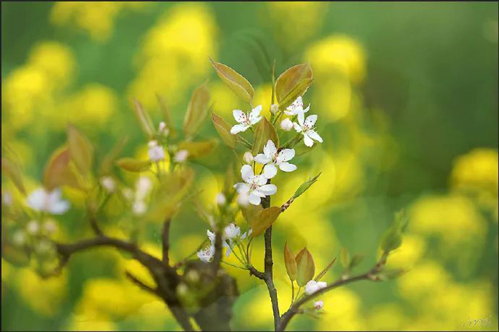 【春天,广西桂林灌阳县向您发出邀请!】我们在灌阳看梨花 - 游山玩水 - 莱芜生活社区 - 莱芜28生活网 lw.28life.com