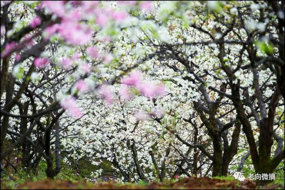 【春天,广西桂林灌阳县向您发出邀请!】我们在灌阳看梨花 - 游山玩水 - 莱芜生活社区 - 莱芜28生活网 lw.28life.com