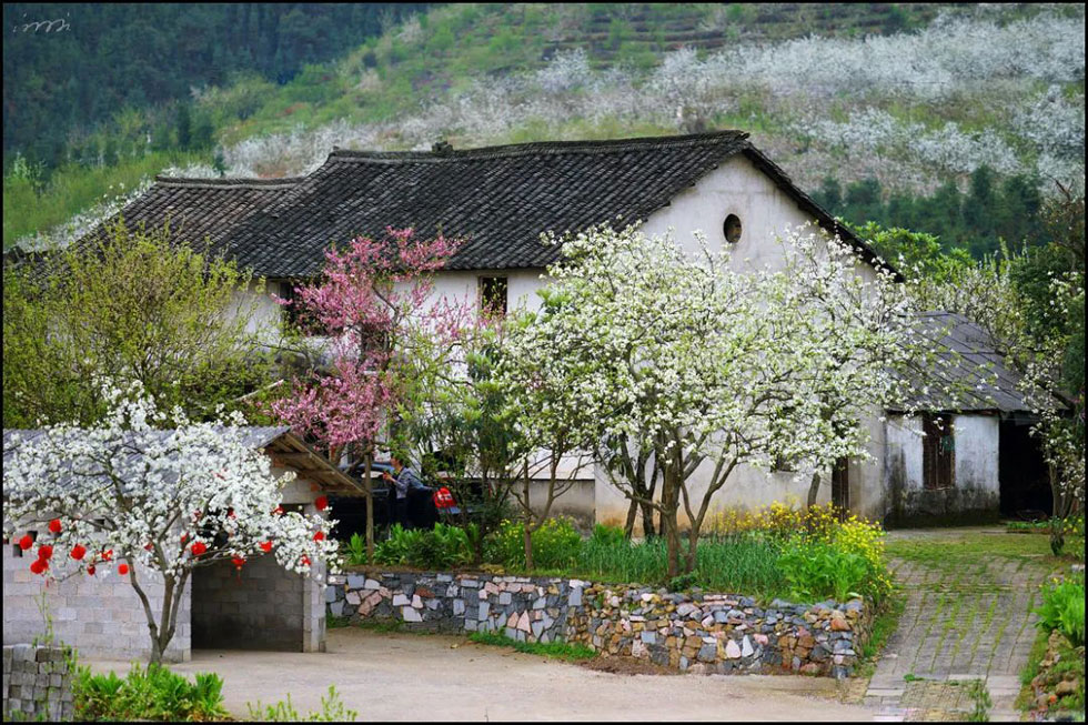 【春天,广西桂林灌阳县向您发出邀请!】我们在灌阳看梨花 - 游山玩水 - 莱芜生活社区 - 莱芜28生活网 lw.28life.com