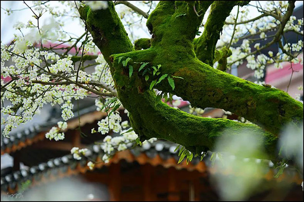 【春天,广西桂林灌阳县向您发出邀请!】我们在灌阳看梨花 - 游山玩水 - 莱芜生活社区 - 莱芜28生活网 lw.28life.com