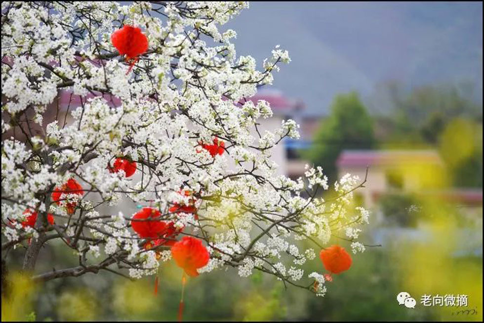 【春天,广西桂林灌阳县向您发出邀请!】我们在灌阳看梨花 - 游山玩水 - 莱芜生活社区 - 莱芜28生活网 lw.28life.com