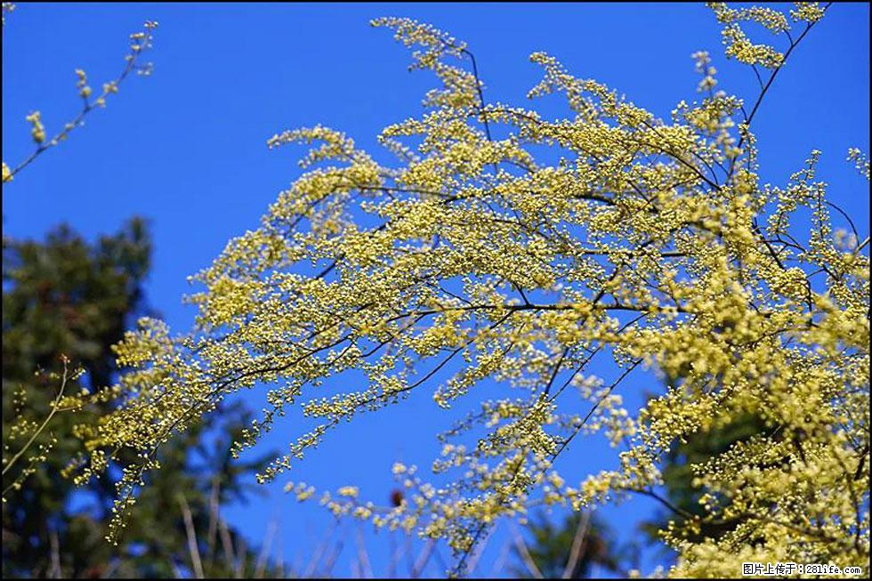 【春天，广西桂林灌阳县向您发出邀请！】米珠山前有片山苍子花在飘香 - 游山玩水 - 莱芜生活社区 - 莱芜28生活网 lw.28life.com