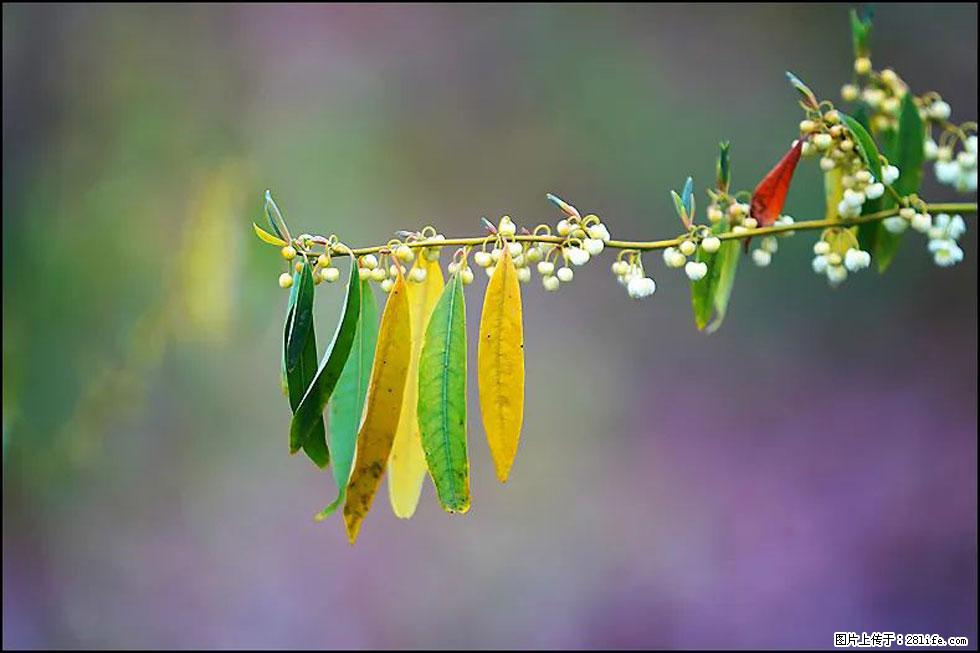 【春天，广西桂林灌阳县向您发出邀请！】米珠山前有片山苍子花在飘香 - 游山玩水 - 莱芜生活社区 - 莱芜28生活网 lw.28life.com