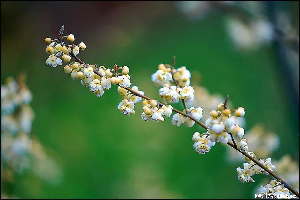 【春天，广西桂林灌阳县向您发出邀请！】米珠山前有片山苍子花在飘香 - 游山玩水 - 莱芜生活社区 - 莱芜28生活网 lw.28life.com