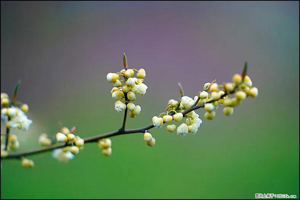 【春天，广西桂林灌阳县向您发出邀请！】米珠山前有片山苍子花在飘香 - 游山玩水 - 莱芜生活社区 - 莱芜28生活网 lw.28life.com