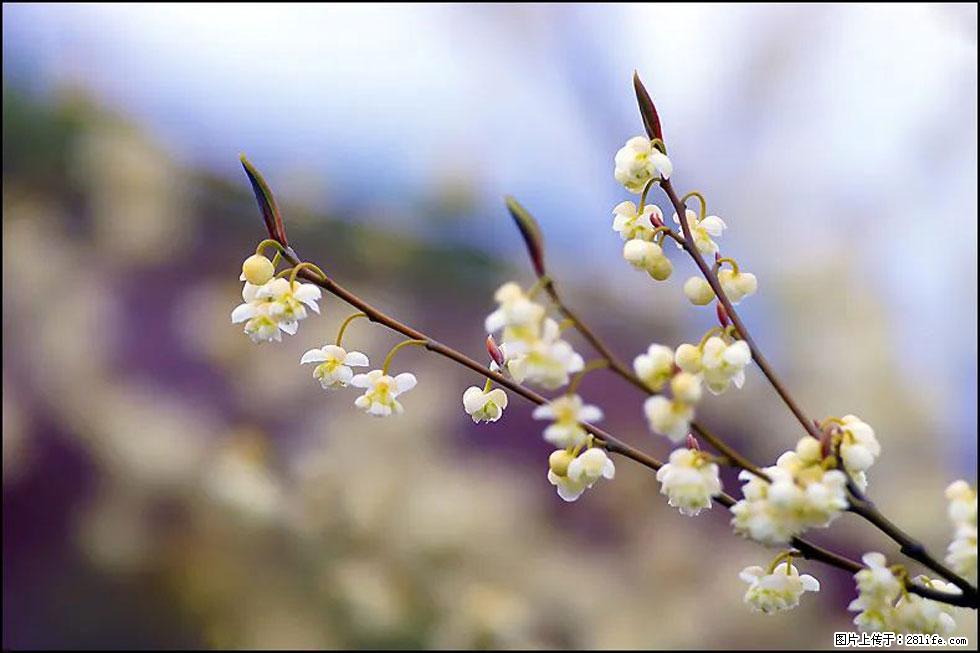 【春天，广西桂林灌阳县向您发出邀请！】米珠山前有片山苍子花在飘香 - 游山玩水 - 莱芜生活社区 - 莱芜28生活网 lw.28life.com