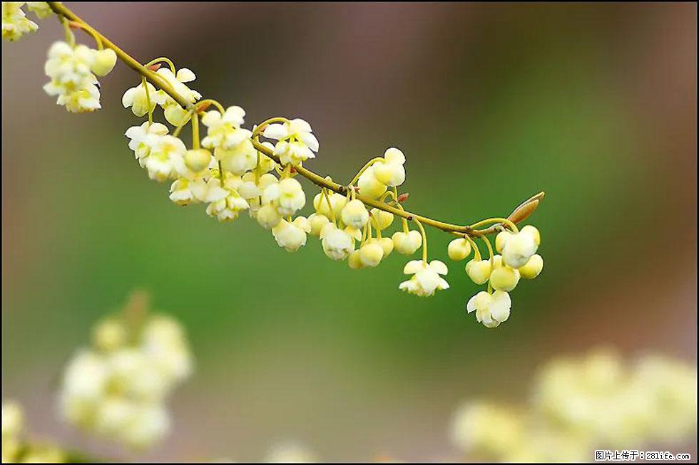 【春天，广西桂林灌阳县向您发出邀请！】米珠山前有片山苍子花在飘香 - 游山玩水 - 莱芜生活社区 - 莱芜28生活网 lw.28life.com
