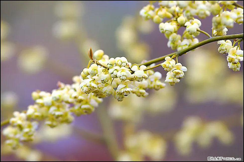 【春天，广西桂林灌阳县向您发出邀请！】米珠山前有片山苍子花在飘香 - 游山玩水 - 莱芜生活社区 - 莱芜28生活网 lw.28life.com