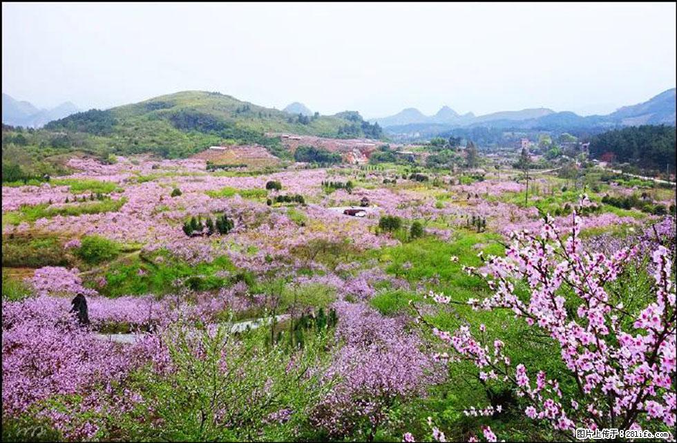 【春天,广西桂林灌阳县向您发出邀请!】官庄村有个醉美的桃花园 - 游山玩水 - 莱芜生活社区 - 莱芜28生活网 lw.28life.com