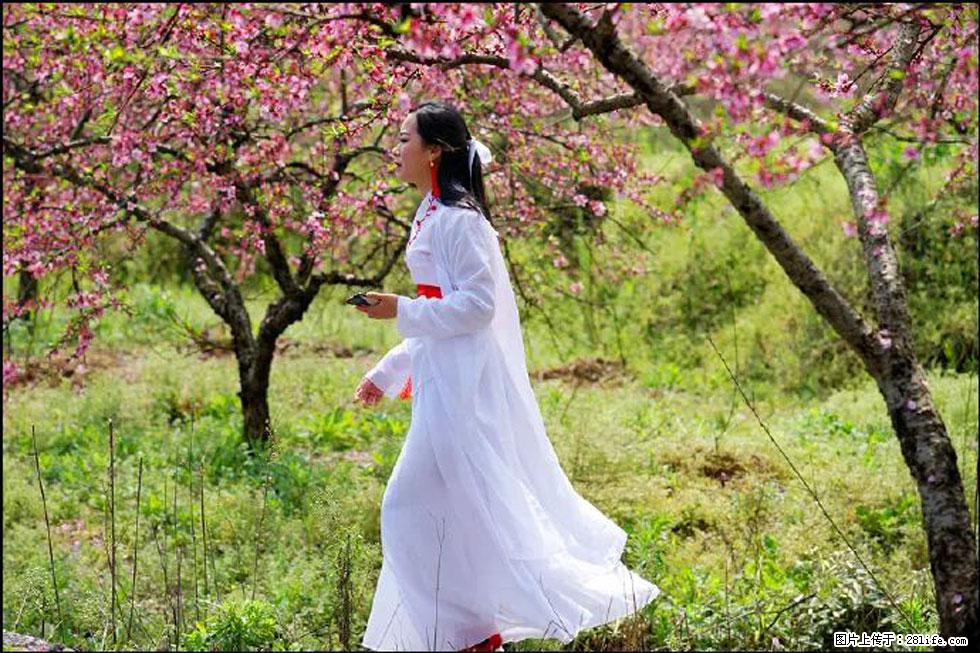 【春天,广西桂林灌阳县向您发出邀请!】官庄村有个醉美的桃花园 - 游山玩水 - 莱芜生活社区 - 莱芜28生活网 lw.28life.com