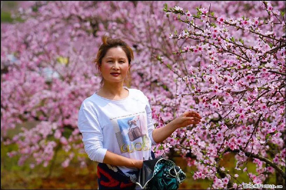 【春天,广西桂林灌阳县向您发出邀请!】官庄村有个醉美的桃花园 - 游山玩水 - 莱芜生活社区 - 莱芜28生活网 lw.28life.com