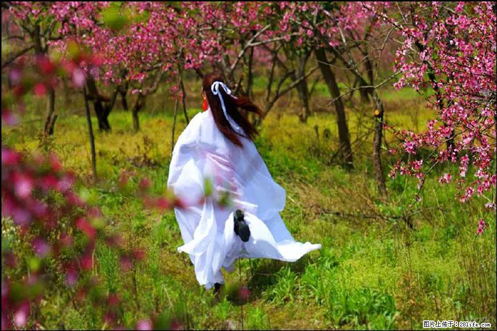 【春天,广西桂林灌阳县向您发出邀请!】官庄村有个醉美的桃花园 - 游山玩水 - 莱芜生活社区 - 莱芜28生活网 lw.28life.com