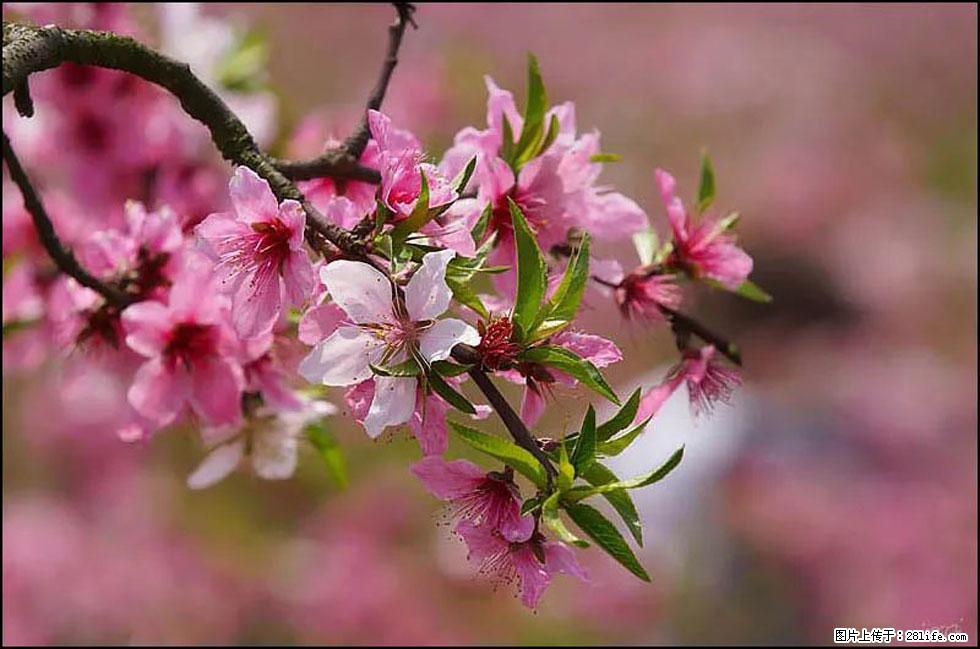 【春天,广西桂林灌阳县向您发出邀请!】官庄村有个醉美的桃花园 - 游山玩水 - 莱芜生活社区 - 莱芜28生活网 lw.28life.com