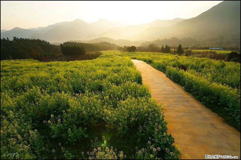 【春天,广西桂林灌阳县向您发出邀请!】长坪村油菜盛情花开 - 游山玩水 - 莱芜生活社区 - 莱芜28生活网 lw.28life.com