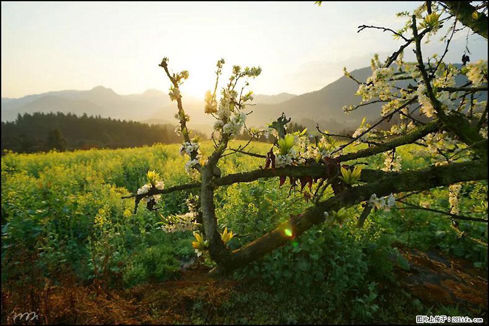 【春天,广西桂林灌阳县向您发出邀请!】长坪村油菜盛情花开 - 游山玩水 - 莱芜生活社区 - 莱芜28生活网 lw.28life.com