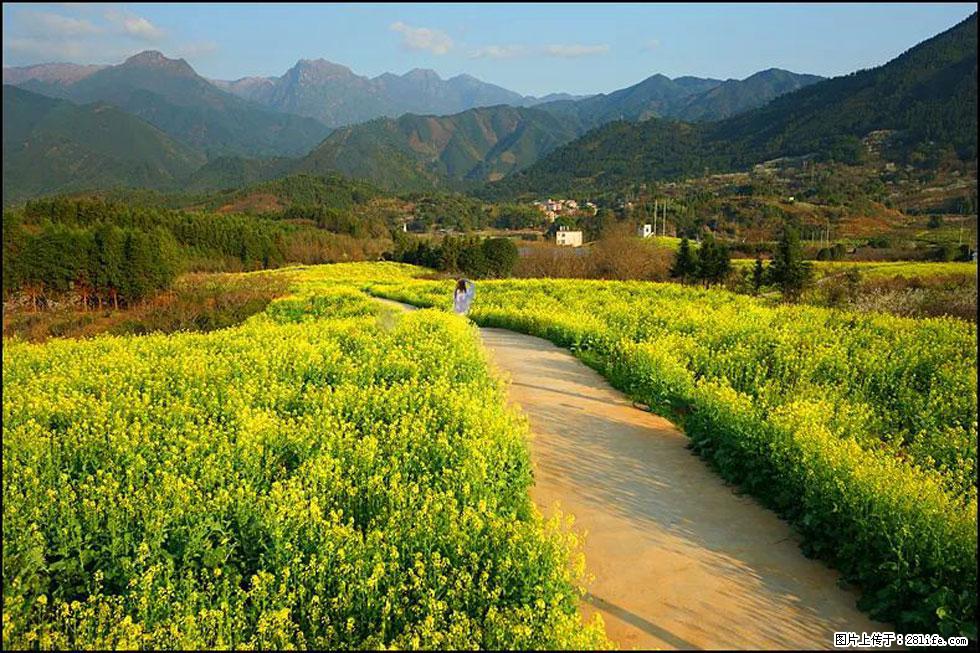 【春天,广西桂林灌阳县向您发出邀请!】长坪村油菜盛情花开 - 游山玩水 - 莱芜生活社区 - 莱芜28生活网 lw.28life.com