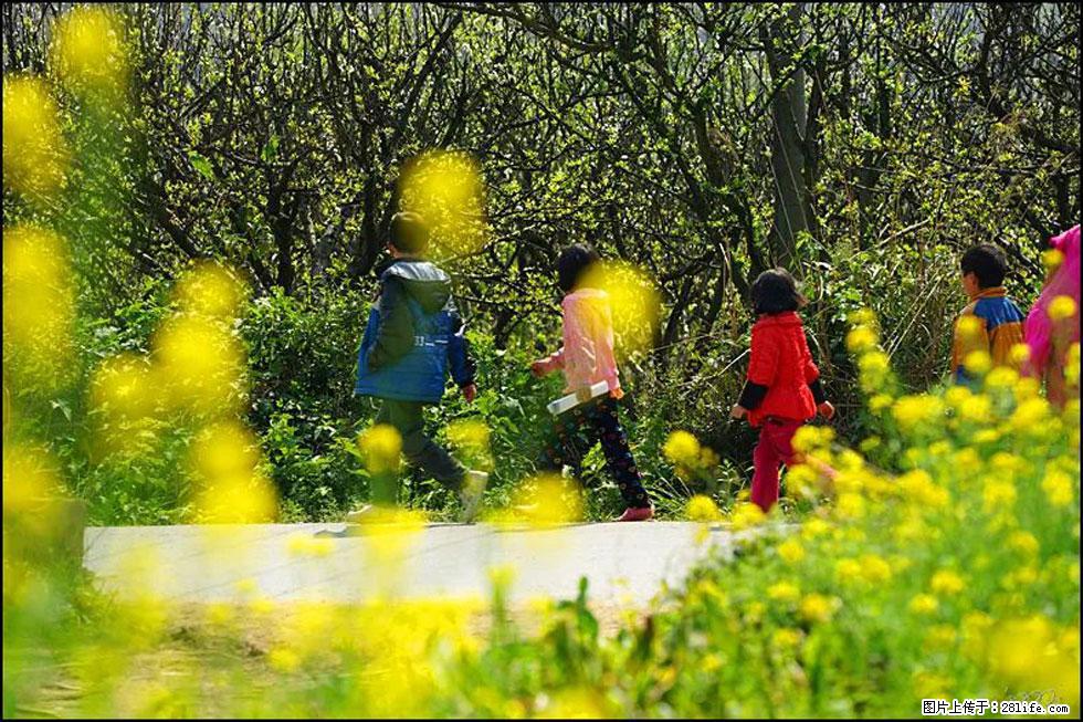 【春天,广西桂林灌阳县向您发出邀请!】长坪村油菜盛情花开 - 游山玩水 - 莱芜生活社区 - 莱芜28生活网 lw.28life.com