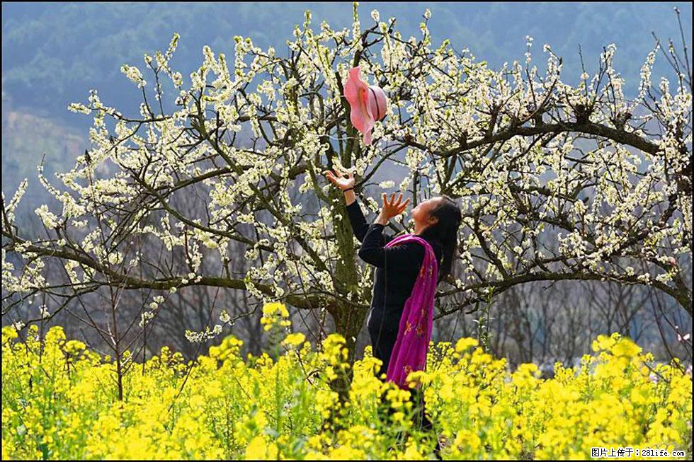【春天,广西桂林灌阳县向您发出邀请!】长坪村油菜盛情花开 - 游山玩水 - 莱芜生活社区 - 莱芜28生活网 lw.28life.com