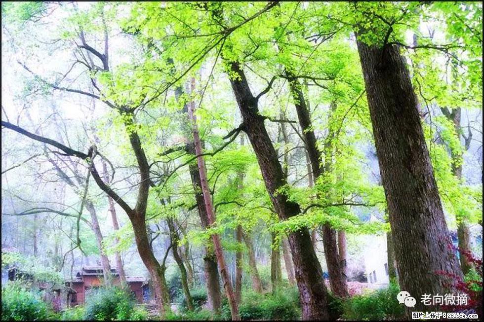 【春天,广西桂林灌阳县向您发出邀请!】在小龙村与春天约会 - 游山玩水 - 莱芜生活社区 - 莱芜28生活网 lw.28life.com