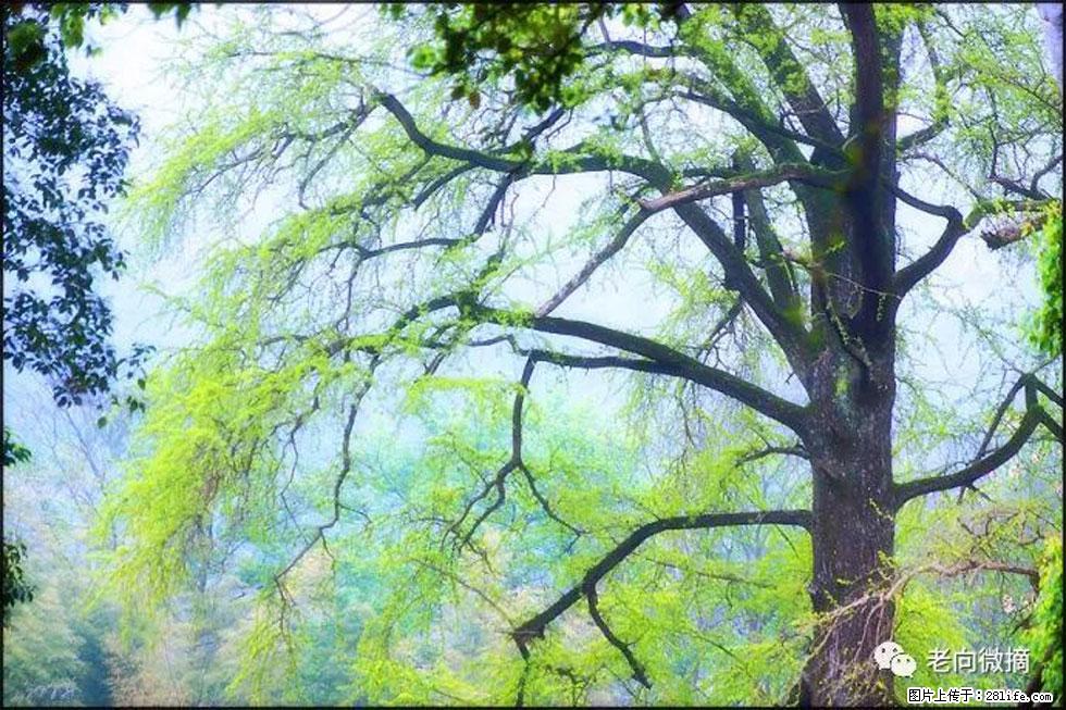 【春天,广西桂林灌阳县向您发出邀请!】在小龙村与春天约会 - 游山玩水 - 莱芜生活社区 - 莱芜28生活网 lw.28life.com