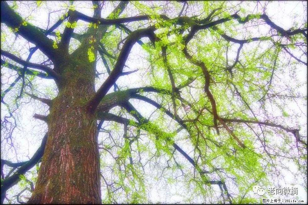 【春天,广西桂林灌阳县向您发出邀请!】在小龙村与春天约会 - 游山玩水 - 莱芜生活社区 - 莱芜28生活网 lw.28life.com