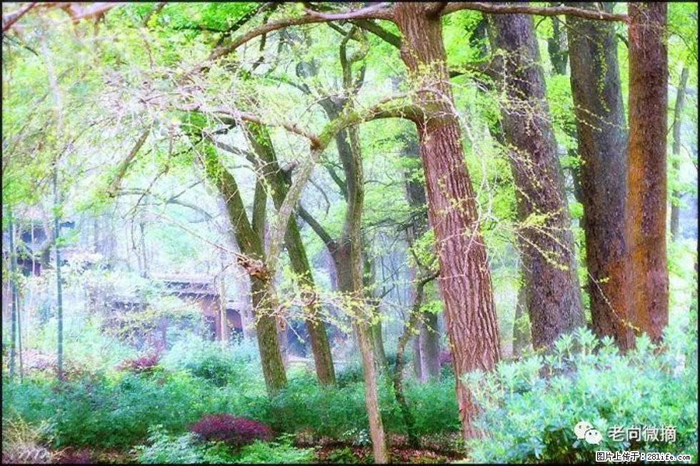 【春天,广西桂林灌阳县向您发出邀请!】在小龙村与春天约会 - 游山玩水 - 莱芜生活社区 - 莱芜28生活网 lw.28life.com