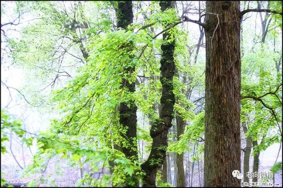 【春天,广西桂林灌阳县向您发出邀请!】在小龙村与春天约会 - 游山玩水 - 莱芜生活社区 - 莱芜28生活网 lw.28life.com