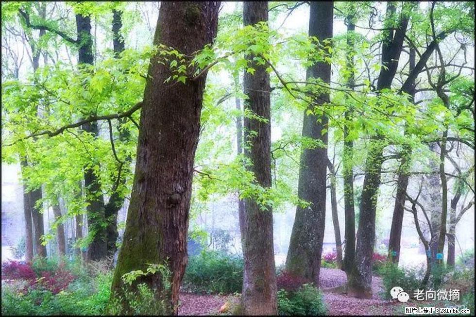 【春天,广西桂林灌阳县向您发出邀请!】在小龙村与春天约会 - 游山玩水 - 莱芜生活社区 - 莱芜28生活网 lw.28life.com