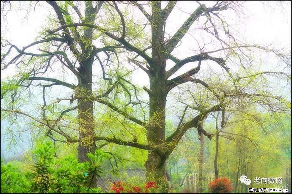 【春天,广西桂林灌阳县向您发出邀请!】在小龙村与春天约会 - 游山玩水 - 莱芜生活社区 - 莱芜28生活网 lw.28life.com