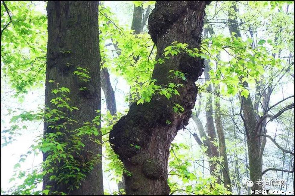 【春天,广西桂林灌阳县向您发出邀请!】在小龙村与春天约会 - 游山玩水 - 莱芜生活社区 - 莱芜28生活网 lw.28life.com