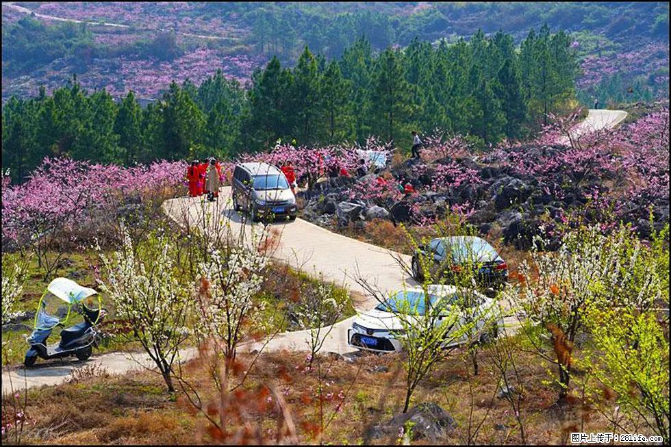 【春天,广西桂林灌阳县向您发出邀请!】望月岭上桃花开 - 游山玩水 - 莱芜生活社区 - 莱芜28生活网 lw.28life.com