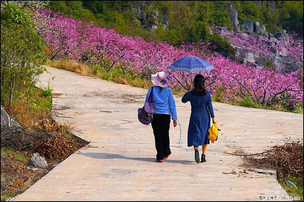 【春天,广西桂林灌阳县向您发出邀请!】望月岭上桃花开 - 游山玩水 - 莱芜生活社区 - 莱芜28生活网 lw.28life.com