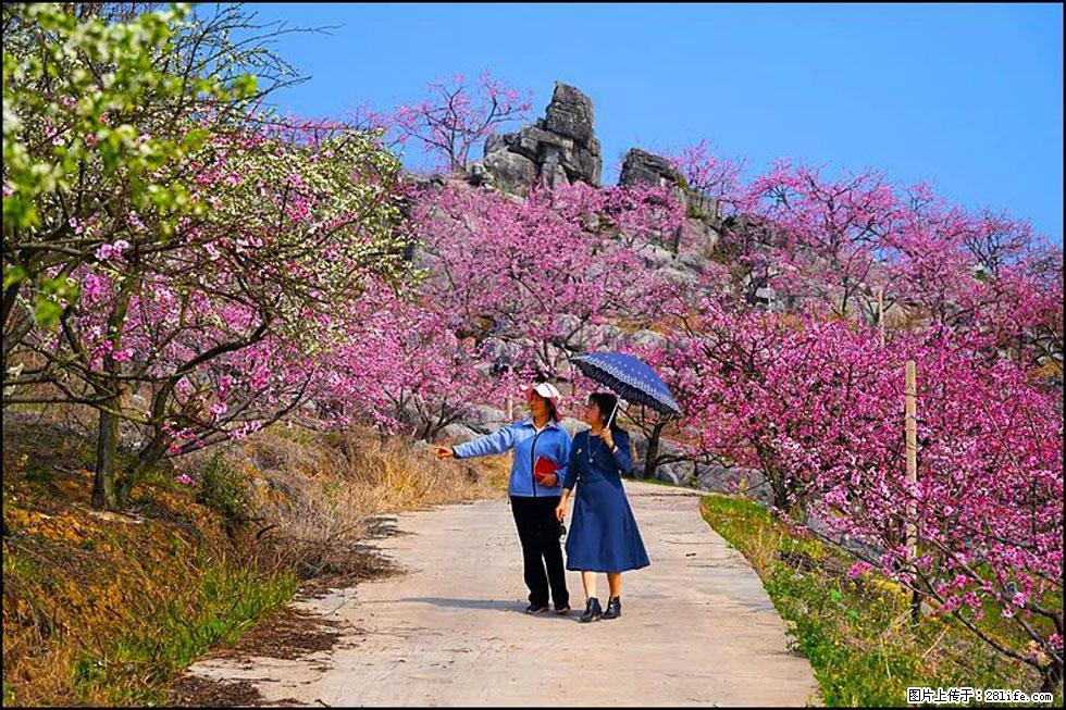 【春天,广西桂林灌阳县向您发出邀请!】望月岭上桃花开 - 游山玩水 - 莱芜生活社区 - 莱芜28生活网 lw.28life.com