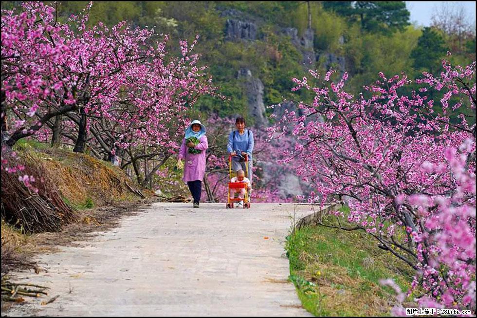 【春天,广西桂林灌阳县向您发出邀请!】望月岭上桃花开 - 游山玩水 - 莱芜生活社区 - 莱芜28生活网 lw.28life.com
