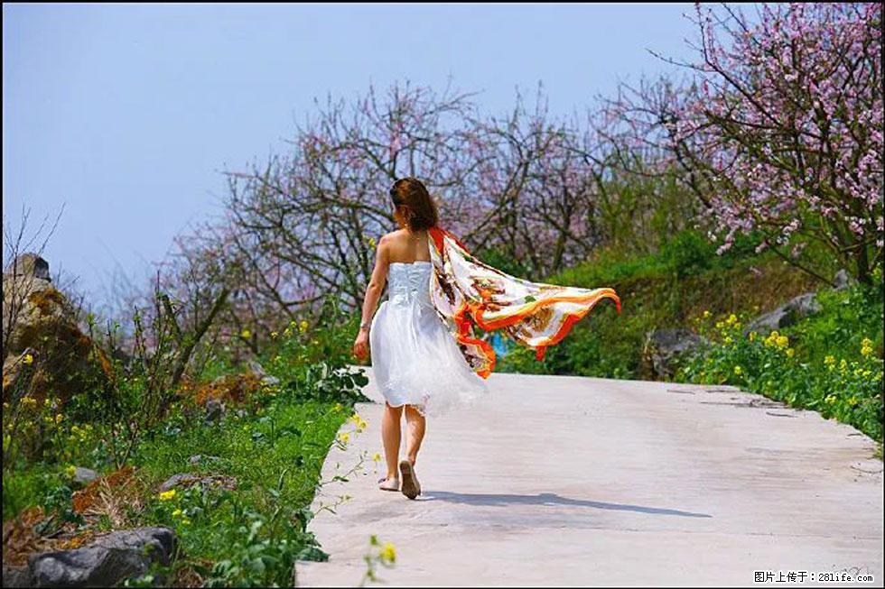 【春天,广西桂林灌阳县向您发出邀请!】望月岭上桃花开 - 游山玩水 - 莱芜生活社区 - 莱芜28生活网 lw.28life.com