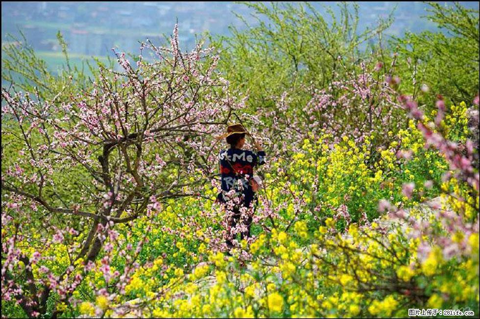 【春天,广西桂林灌阳县向您发出邀请!】望月岭上桃花开 - 游山玩水 - 莱芜生活社区 - 莱芜28生活网 lw.28life.com