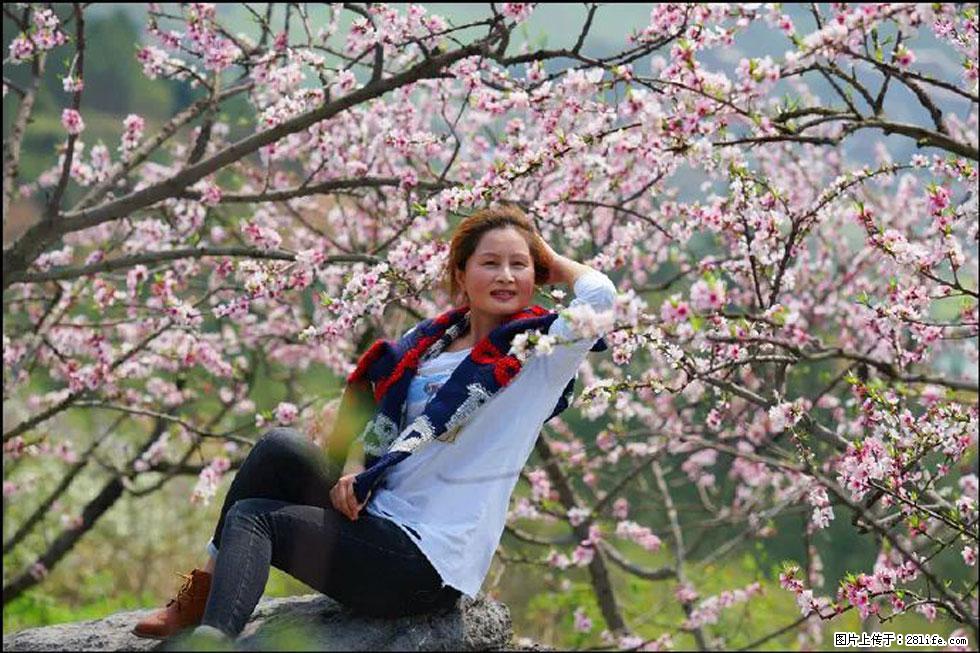 【春天,广西桂林灌阳县向您发出邀请!】望月岭上桃花开 - 游山玩水 - 莱芜生活社区 - 莱芜28生活网 lw.28life.com