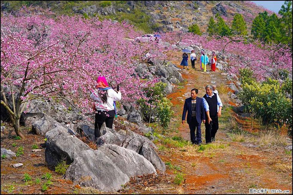 【春天,广西桂林灌阳县向您发出邀请!】望月岭上桃花开 - 游山玩水 - 莱芜生活社区 - 莱芜28生活网 lw.28life.com