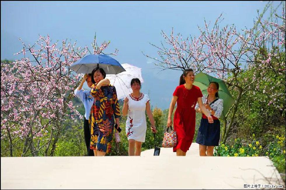 【春天,广西桂林灌阳县向您发出邀请!】望月岭上桃花开 - 游山玩水 - 莱芜生活社区 - 莱芜28生活网 lw.28life.com