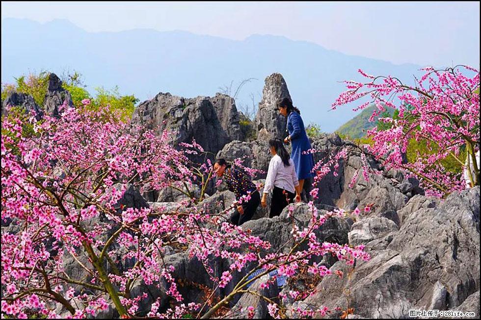 【春天,广西桂林灌阳县向您发出邀请!】望月岭上桃花开 - 游山玩水 - 莱芜生活社区 - 莱芜28生活网 lw.28life.com