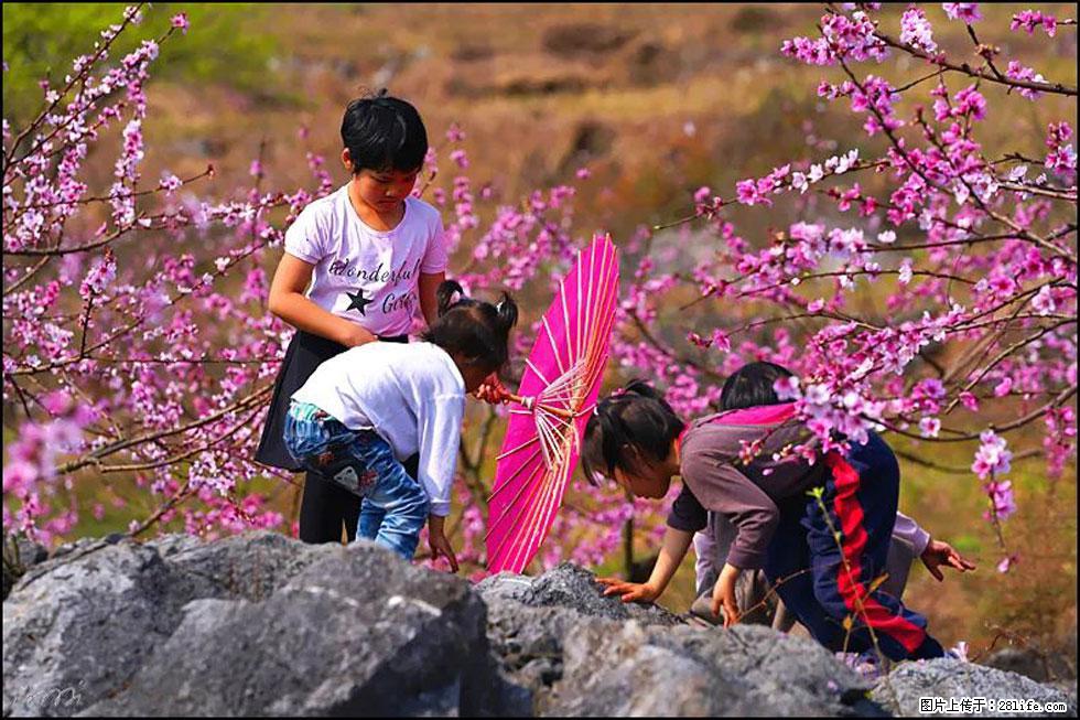 【春天,广西桂林灌阳县向您发出邀请!】望月岭上桃花开 - 游山玩水 - 莱芜生活社区 - 莱芜28生活网 lw.28life.com