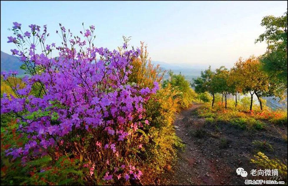 【春天，广西桂林灌阳县向您发出邀请！】登麒麟山，相约映山红 - 游山玩水 - 莱芜生活社区 - 莱芜28生活网 lw.28life.com