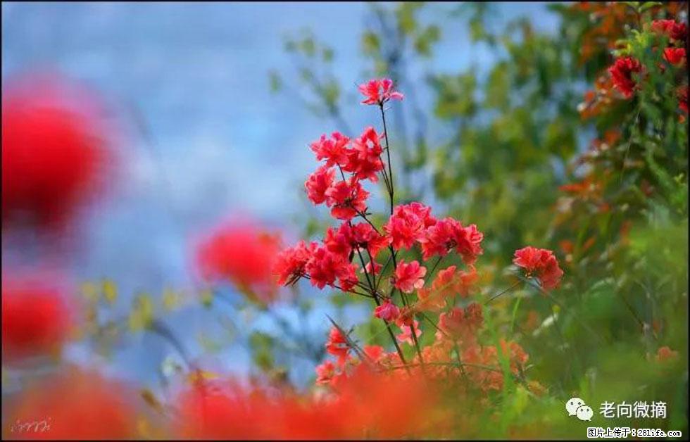 【春天，广西桂林灌阳县向您发出邀请！】登麒麟山，相约映山红 - 游山玩水 - 莱芜生活社区 - 莱芜28生活网 lw.28life.com