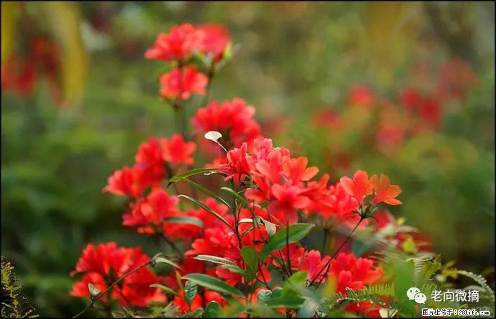 【春天，广西桂林灌阳县向您发出邀请！】登麒麟山，相约映山红 - 游山玩水 - 莱芜生活社区 - 莱芜28生活网 lw.28life.com
