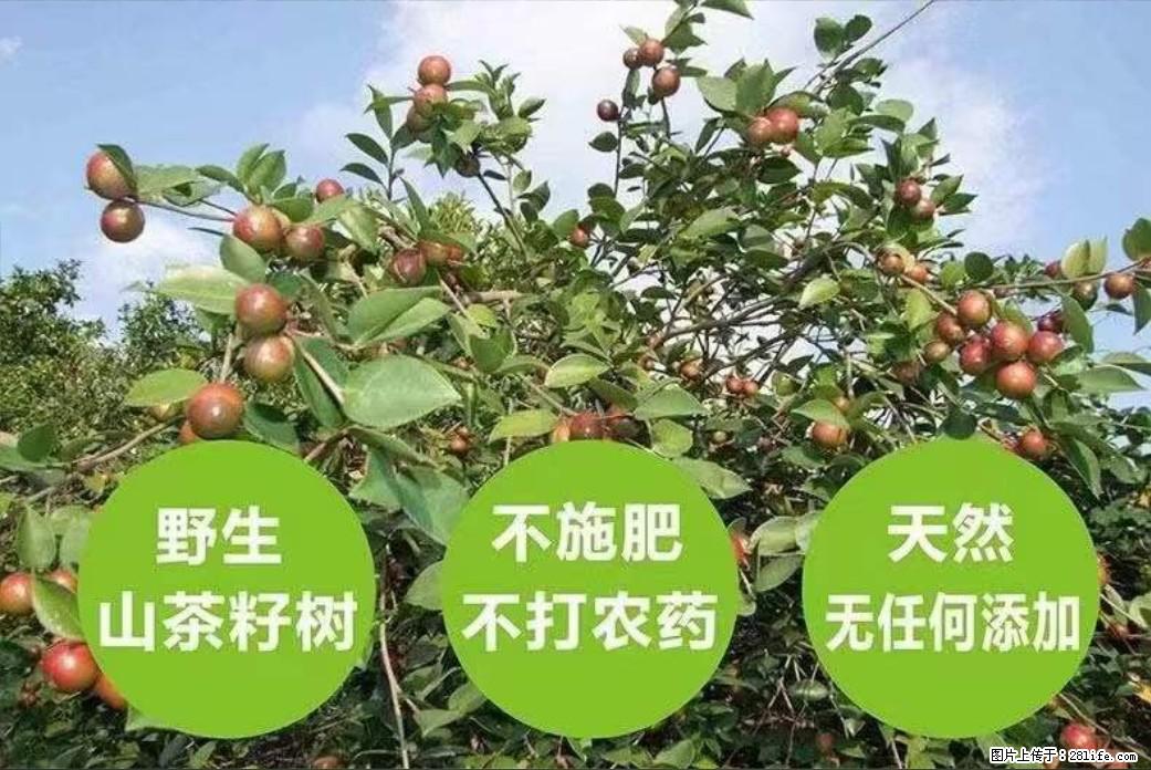 【灌阳县油茶产业示范区】一个有着充实的精神生活的人,对待身外之物自会有一种淡泊的态度 - 土特产 - 饮食特产 - 莱芜分类信息 - 莱芜28生活网 lw.28life.com