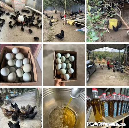 油茶园从小鸡仔开始养起的纯土鸡、土鸡蛋可以预定啦!还有前几天刚榨的纯山茶油哦 - 美食天地 - 莱芜生活社区 - 莱芜28生活网 lw.28life.com