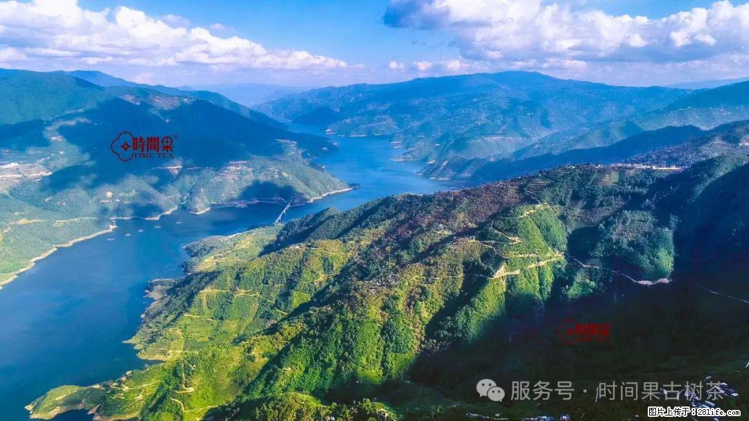 时间果百年古树龙珠普洱生茶 - 购物交流 - 莱芜生活社区 - 莱芜28生活网 lw.28life.com