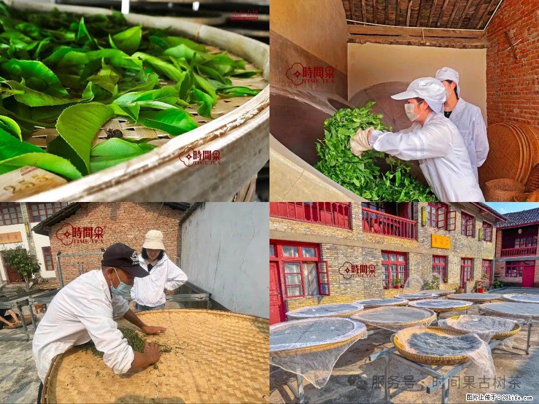 时间果百年古树龙珠普洱生茶 - 购物交流 - 莱芜生活社区 - 莱芜28生活网 lw.28life.com