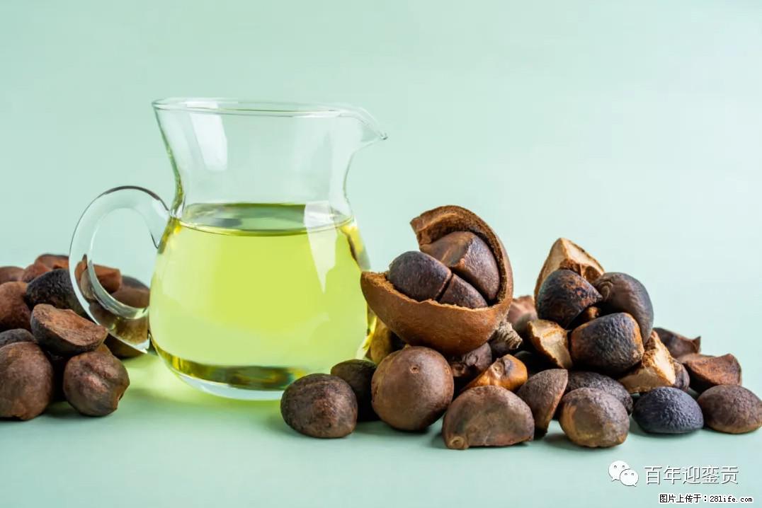 世界没有真相，只有认知，最好的食用油是中国的山茶油！ - 莱芜生活资讯 - 莱芜28生活网 lw.28life.com